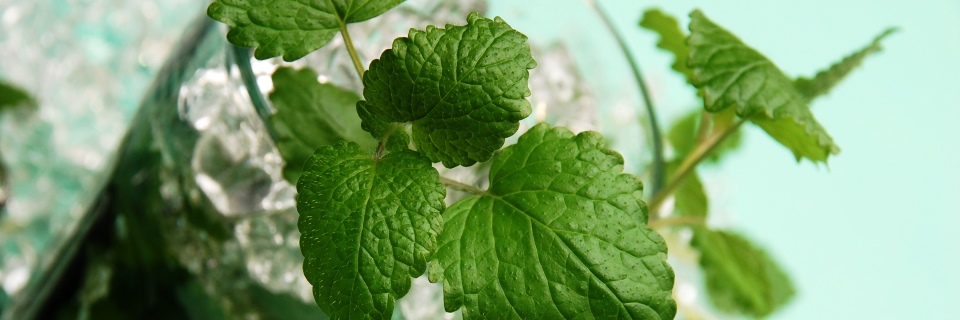 Mojito à Toulouse - Titre Les meilleurs Mojito à Toulouse